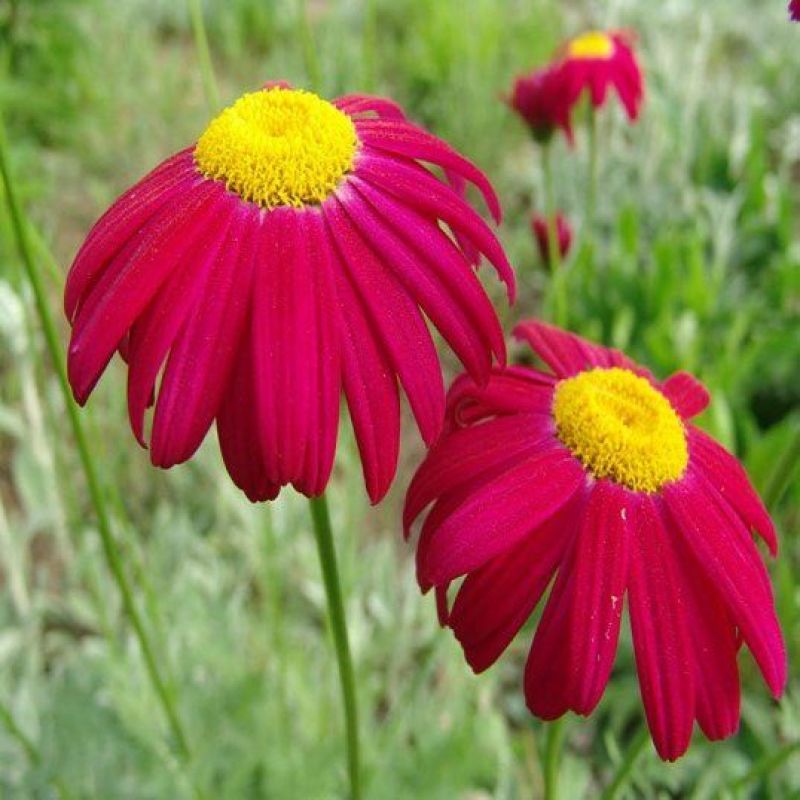 除虫菊种子驱蚊草驱虫菊花种籽子多年生混色花种子四季播易活