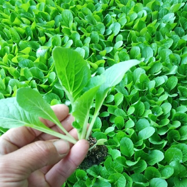 精品白菜苗黄心白菜苗夏阳白菜苗包头白菜苗量大从优