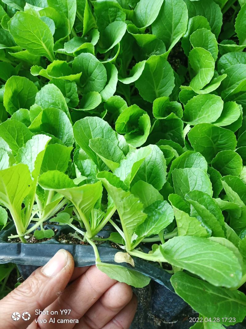 精品白菜苗黄心白菜苗夏阳白菜苗包头白菜苗量大从优