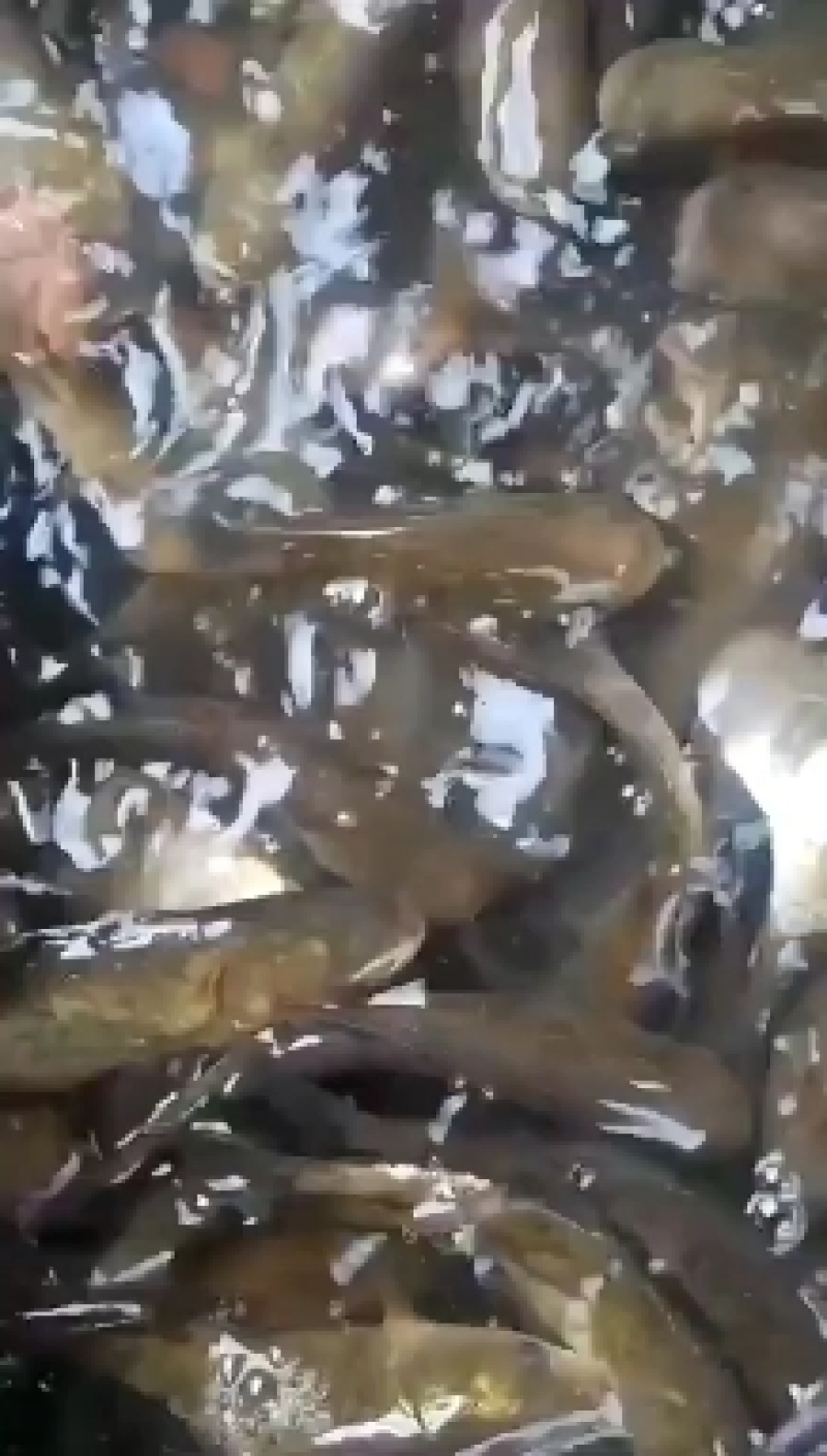 鲫鱼重庆潼南淡水养殖场欢迎各位老板前来光临