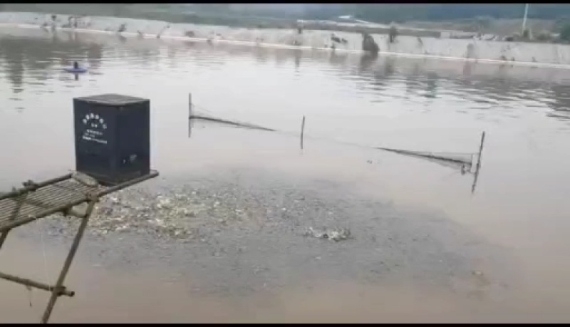 鲫鱼重庆潼南淡水养殖场欢迎各位老板前来光临