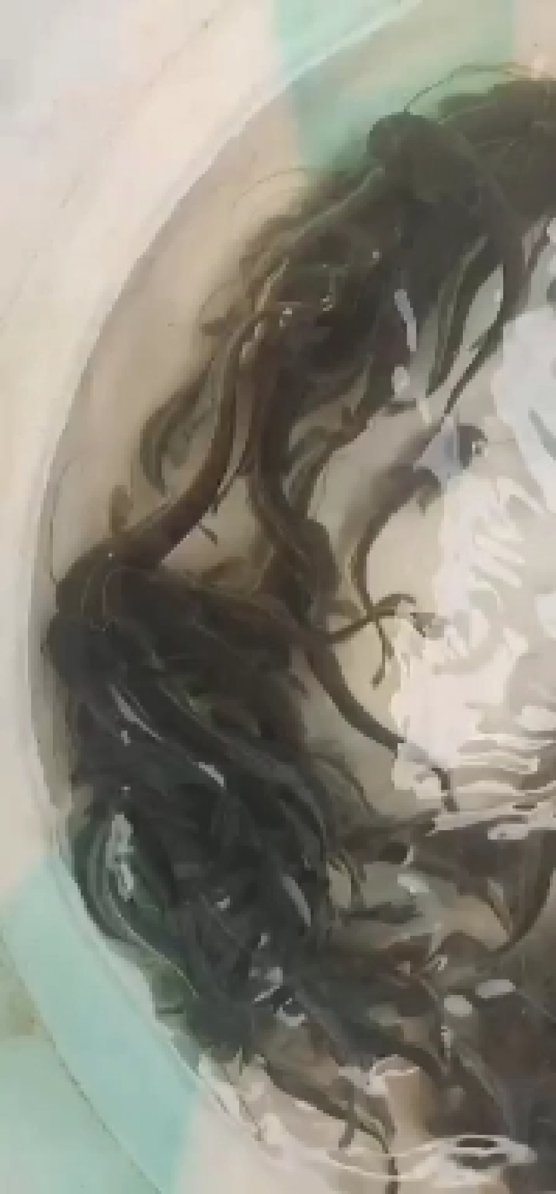 鲫鱼重庆潼南淡水养殖场欢迎各位老板前来光临