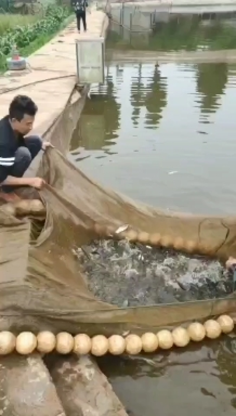 鲫鱼重庆潼南淡水养殖场欢迎各位老板前来光临