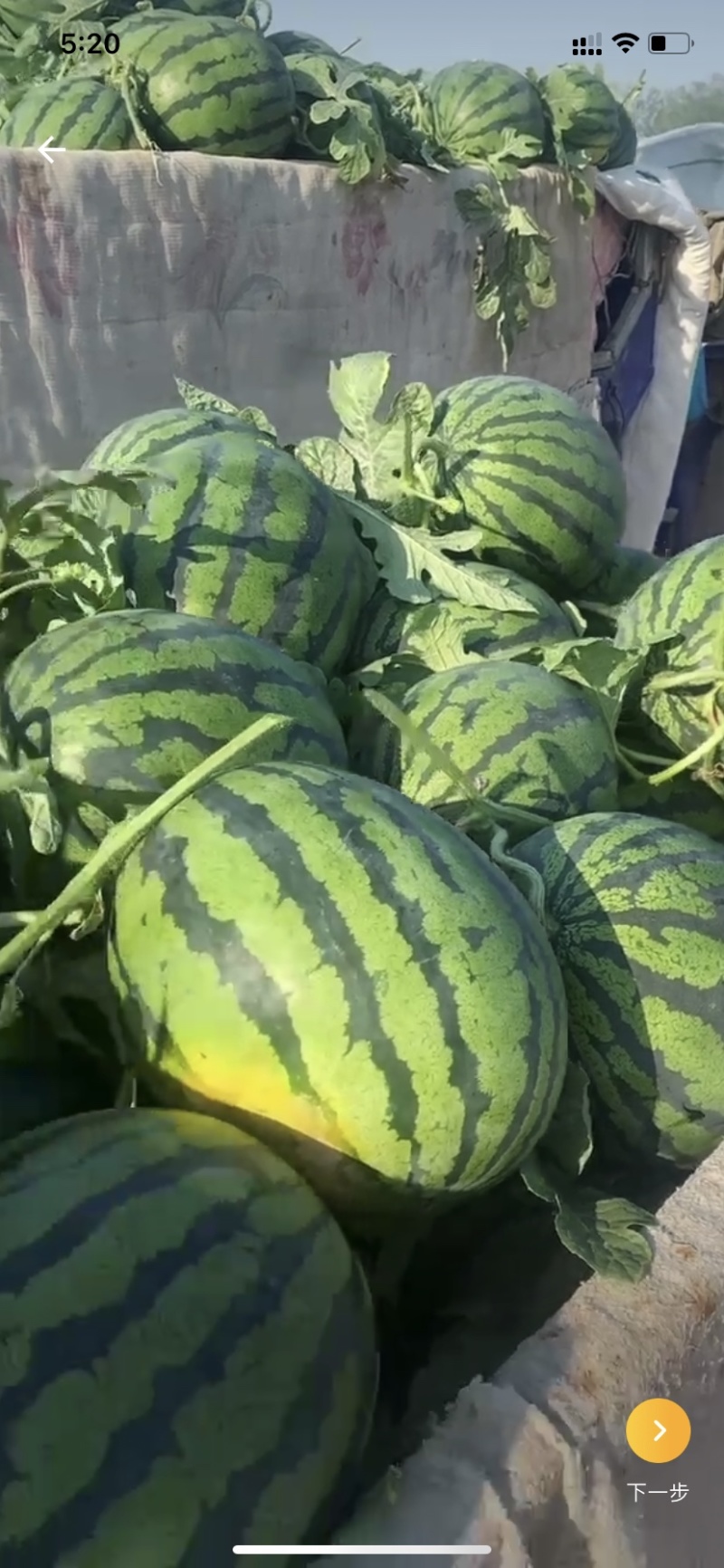 山东聊城甜王西瓜大量上市