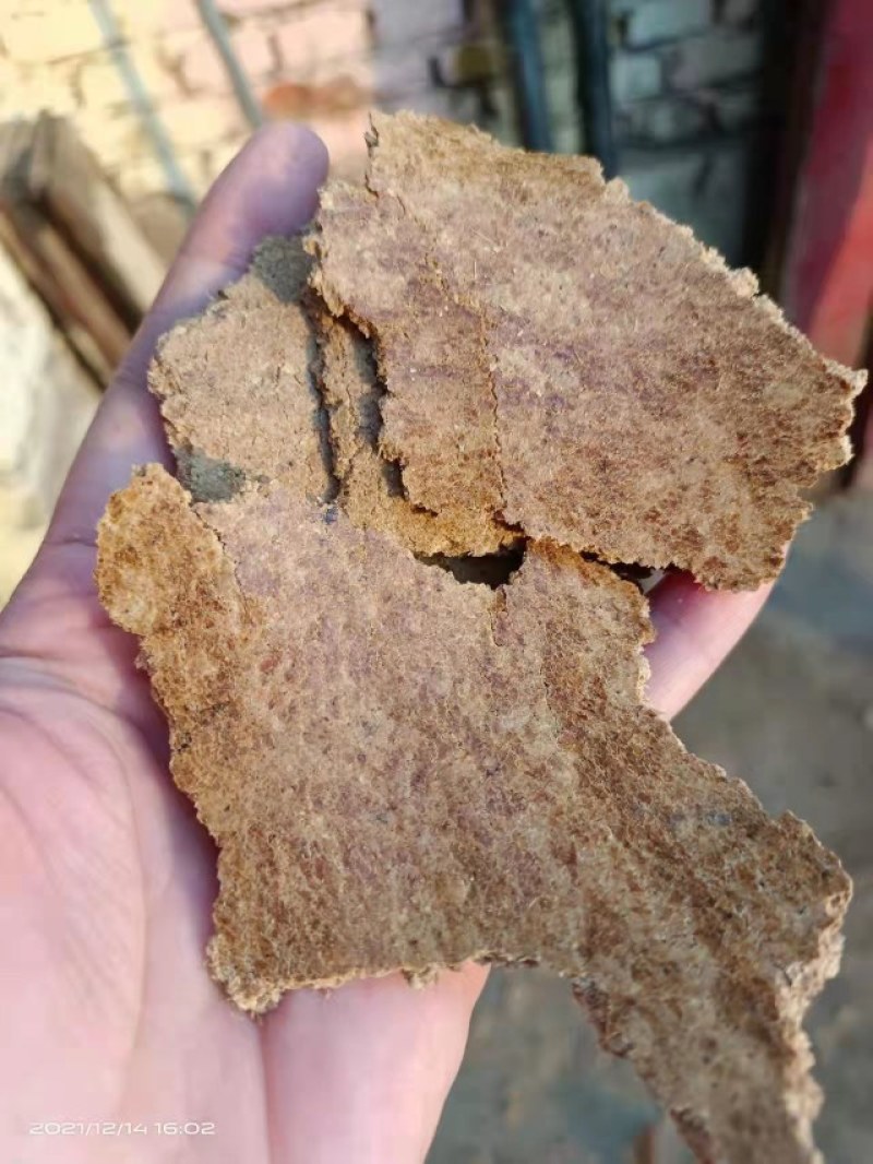 优质南瓜饼蛋白12个左右脂肪6灰分5厂家一手货源欢迎来电