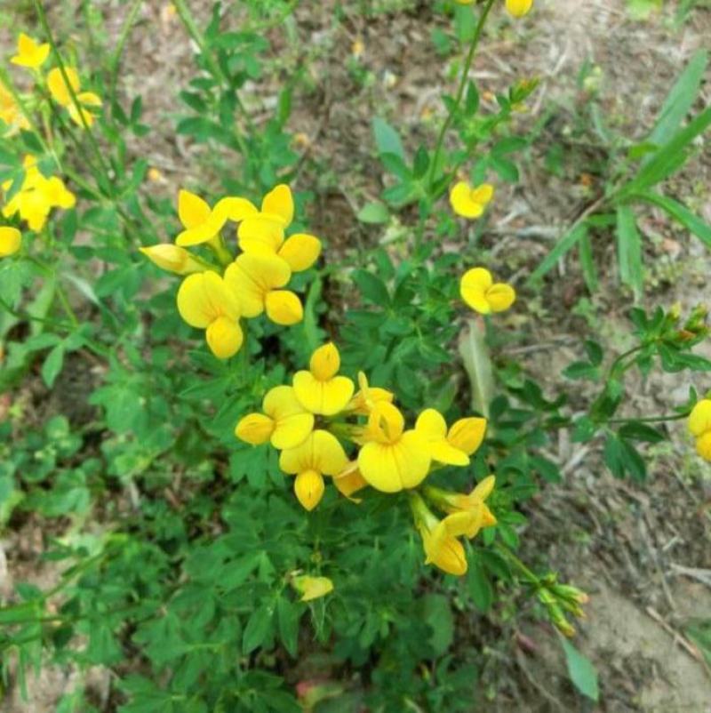 百脉根种子蜜源花卉观赏绿化固土护坡牧草饲用多年生景观绿化