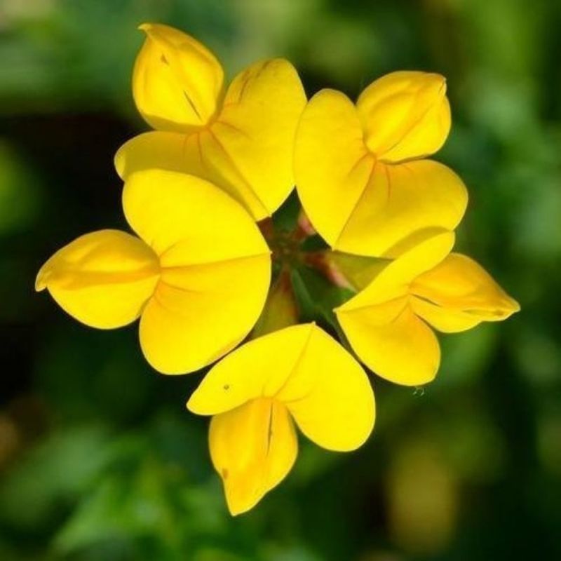 百脉根种子蜜源花卉观赏绿化固土护坡牧草饲用多年生景观绿化