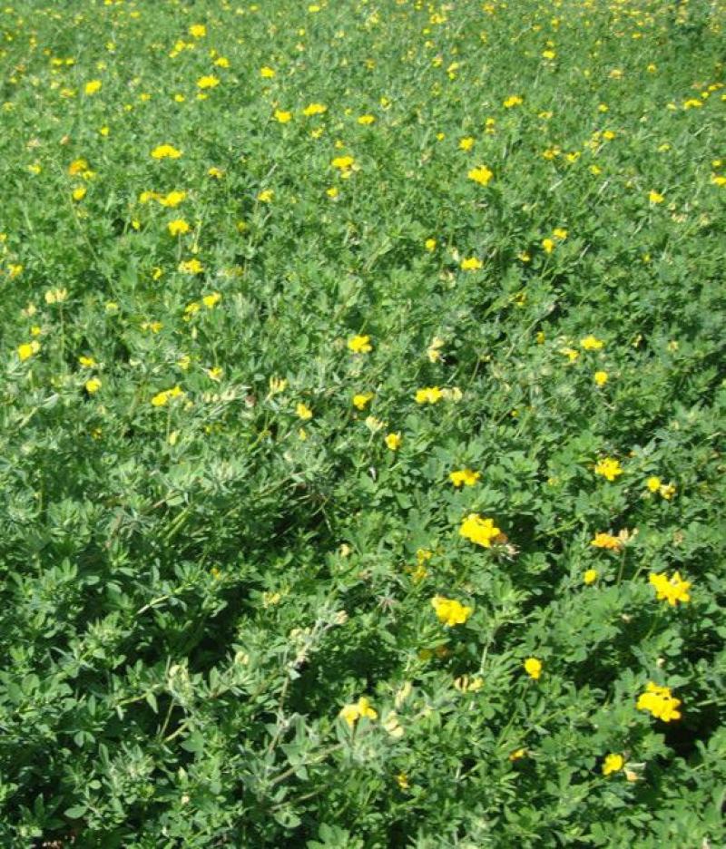 百脉根种子蜜源花卉观赏绿化固土护坡牧草饲用多年生景观绿化