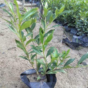 小叶栀子花福建漳州小叶栀子花长期供应大小规格