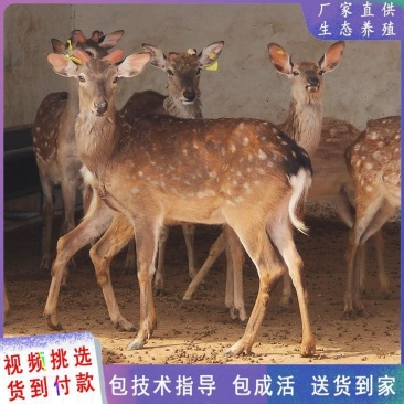 供应小鹿苗活鹿苗亲人梅花鹿宠物小鹿出售景区展览动物园