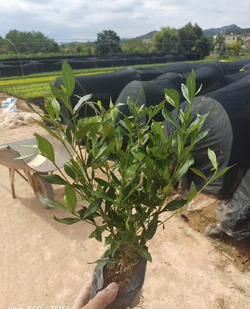 小叶栀子花福建漳州小叶栀子花长期供应大小规格