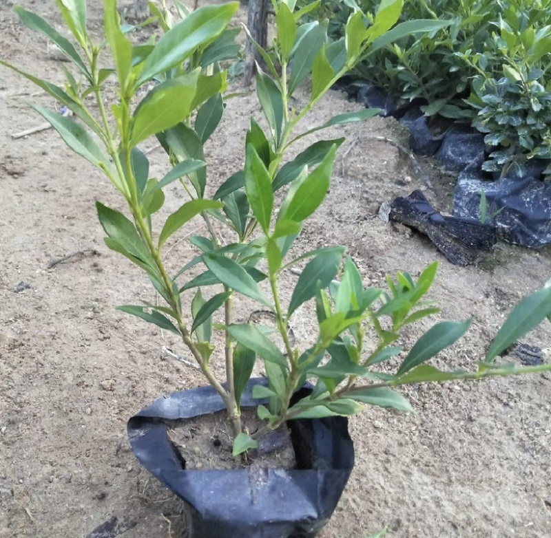 小叶栀子花福建漳州小叶栀子花长期供应大小规格