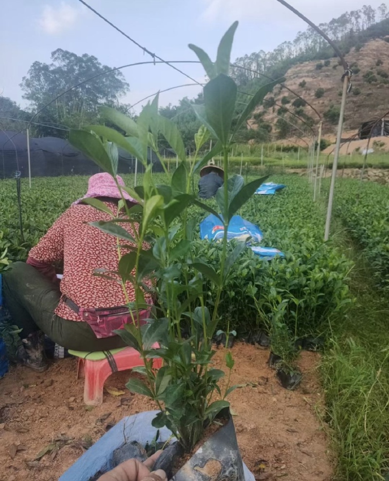 小叶栀子花福建漳州小叶栀子花长期供应大小规格