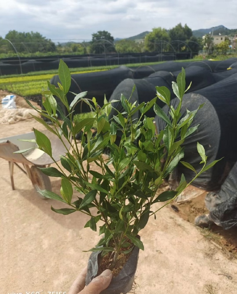 小叶栀子花福建漳州小叶栀子花长期供应大小规格