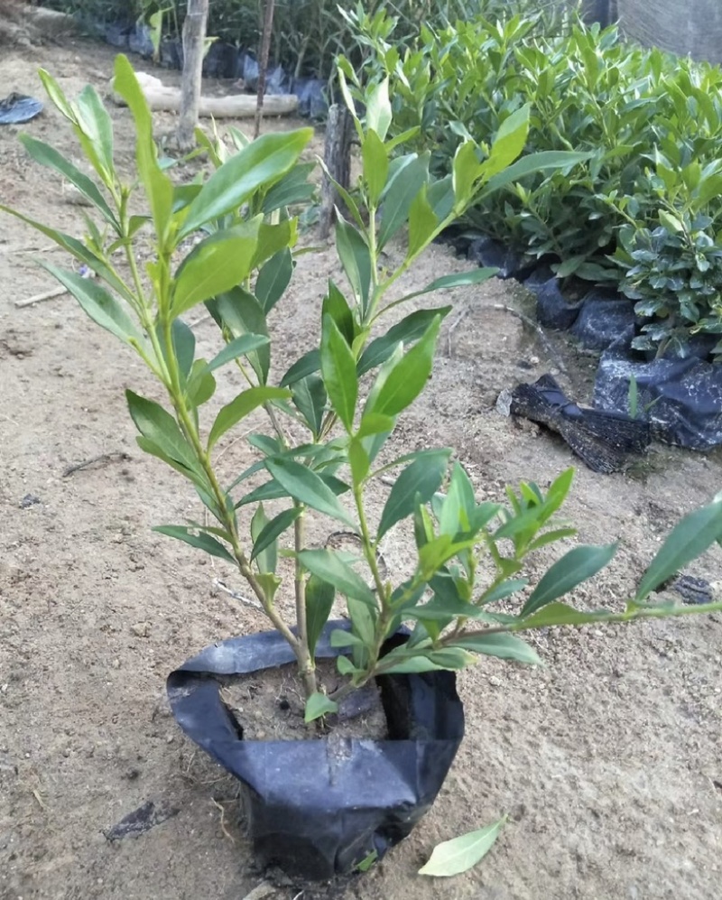 小叶栀子花福建漳州小叶栀子花长期供应大小规格