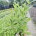 小叶栀子花福建漳州小叶栀子花长期供应大小规格