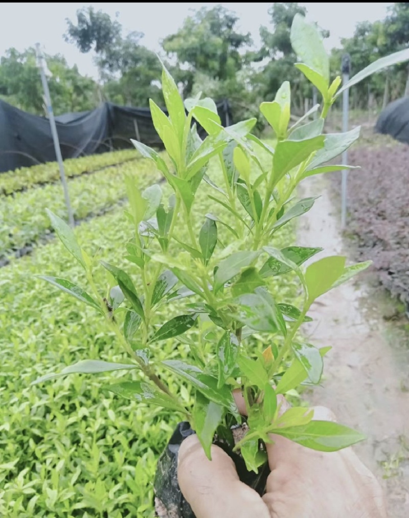 小叶栀子花福建漳州小叶栀子花长期供应大小规格