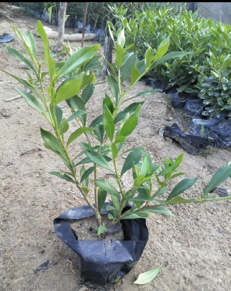 小叶栀子花福建漳州小叶栀子花长期供应大小规格