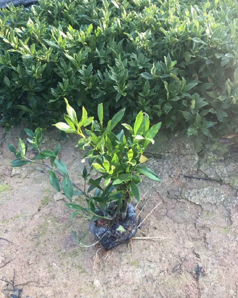 小叶栀子花福建漳州小叶栀子花长期供应大小规格