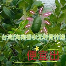 【果园可一件】台湾/海南香水青柠檬