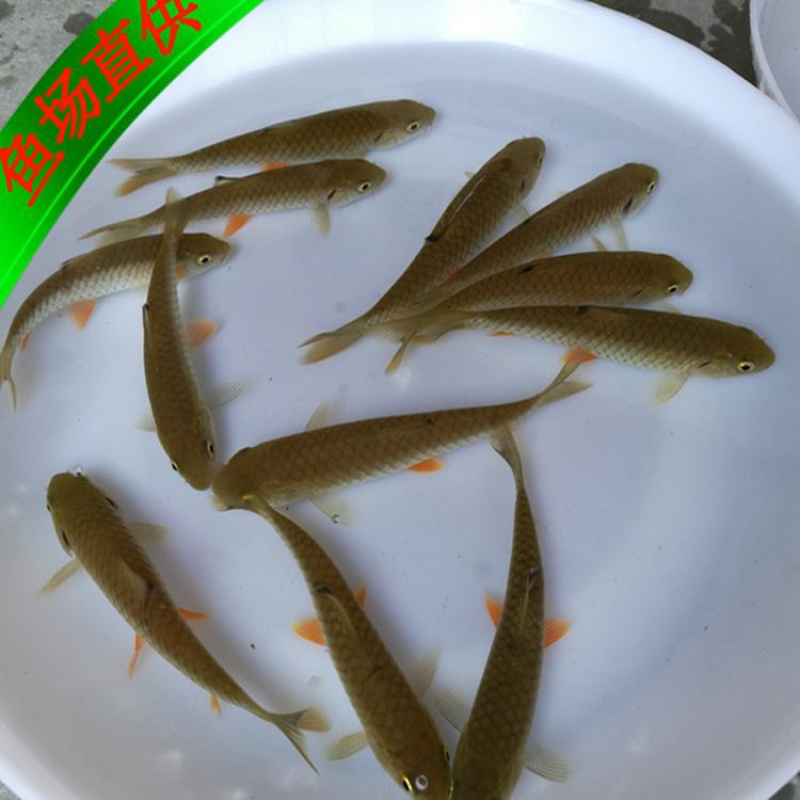 军鱼苗