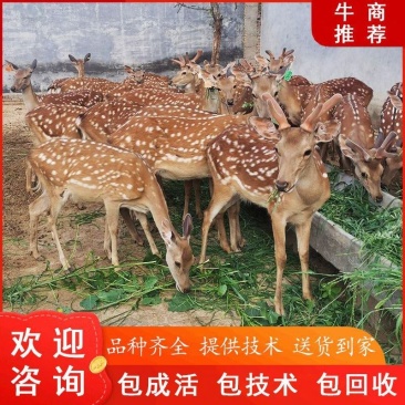 回收鹿苗出售梅花鹿亲人小鹿仔景区动物园展览租赁包邮