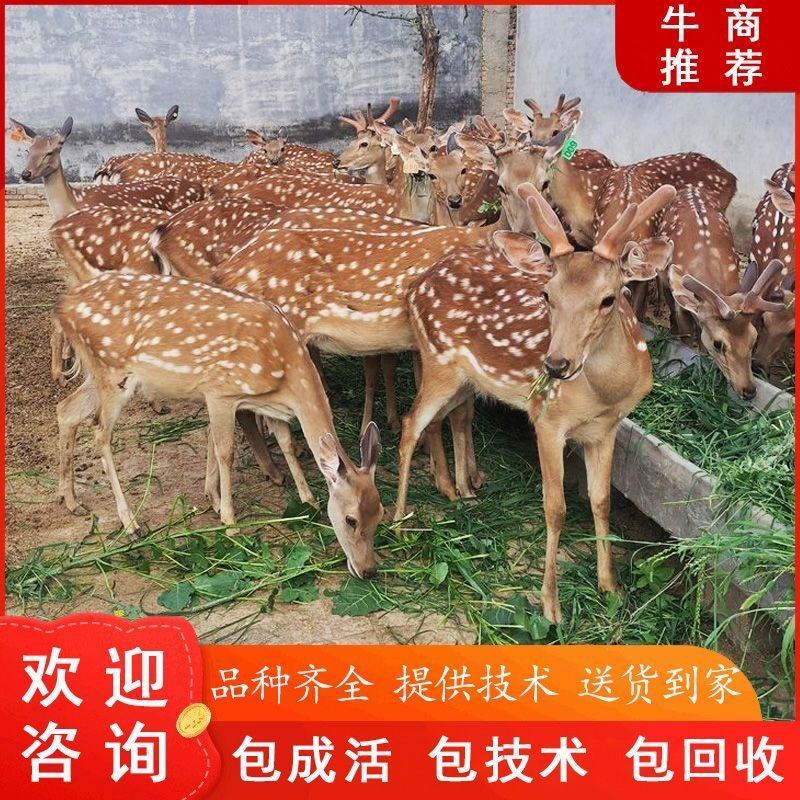 回收鹿苗出售梅花鹿亲人小鹿仔景区动物园展览租赁包邮
