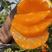 精品甜橙纽荷尔个大味甜挂树鲜果看园采摘品质保障