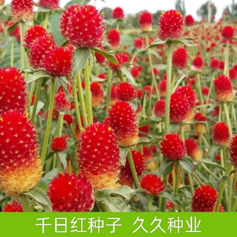 千日红种子千日紫观花种子百日红火球花景观绿化易活花籽庭院