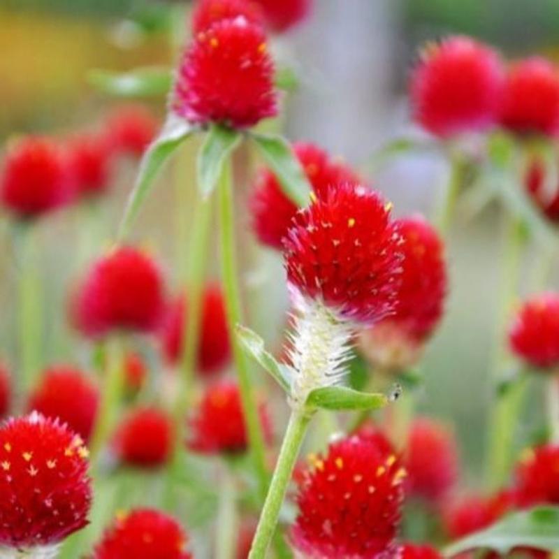 千日红种子千日紫观花种子百日红火球花景观绿化易活花籽庭院