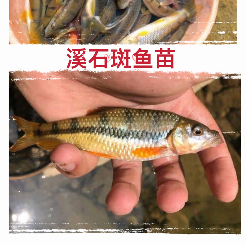 杂交溪石斑鱼苗