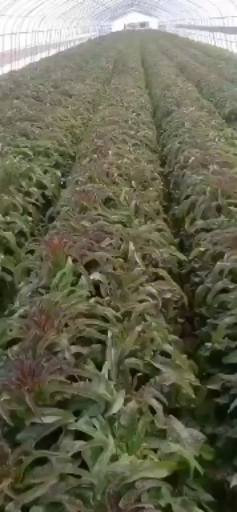 红叶笋大量上市上市