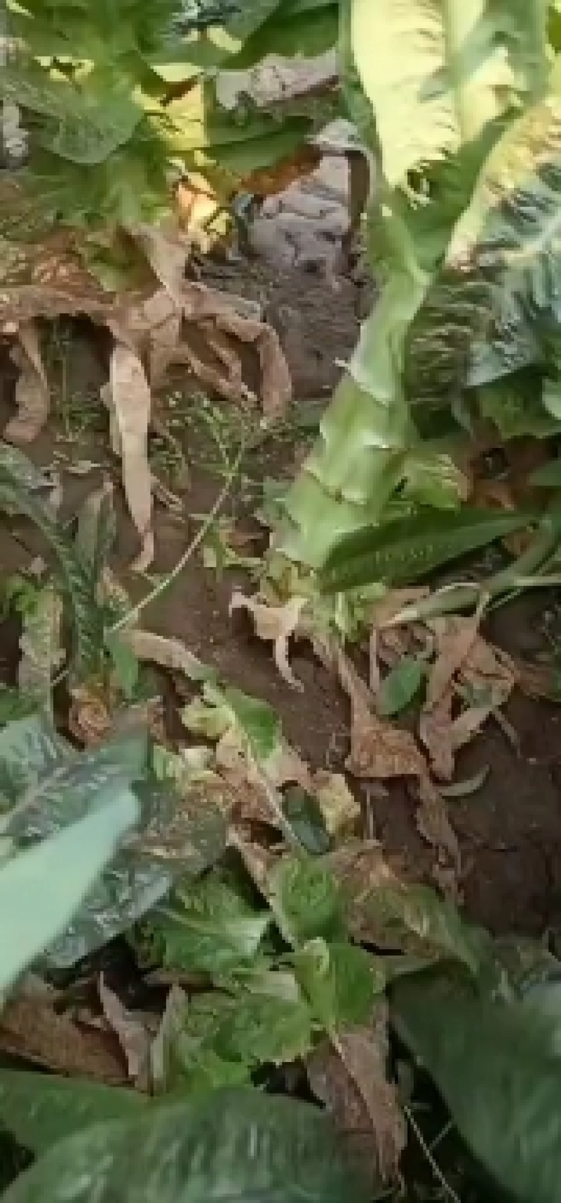红叶笋大量上市上市