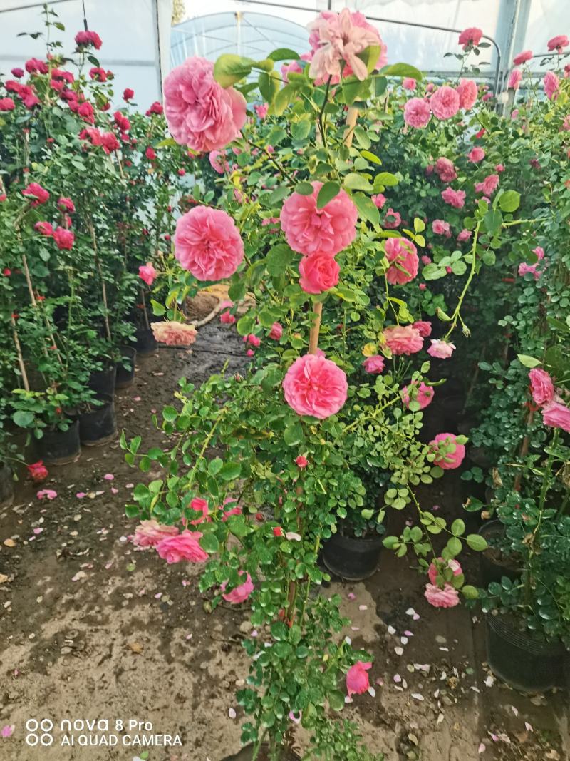 藤本月季爬藤月季大花月季高度150爬藤大花月季