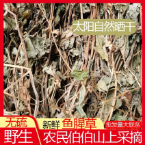 野生水洗鱼腥草无硫干度好叶绿鱼腥草干货折耳根中药材饮品