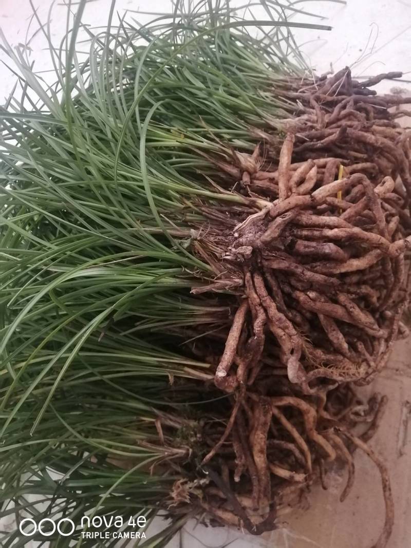 莲瓣兰原兜草，没分过苗，见过花，黄花，红花，2一7苗莲体