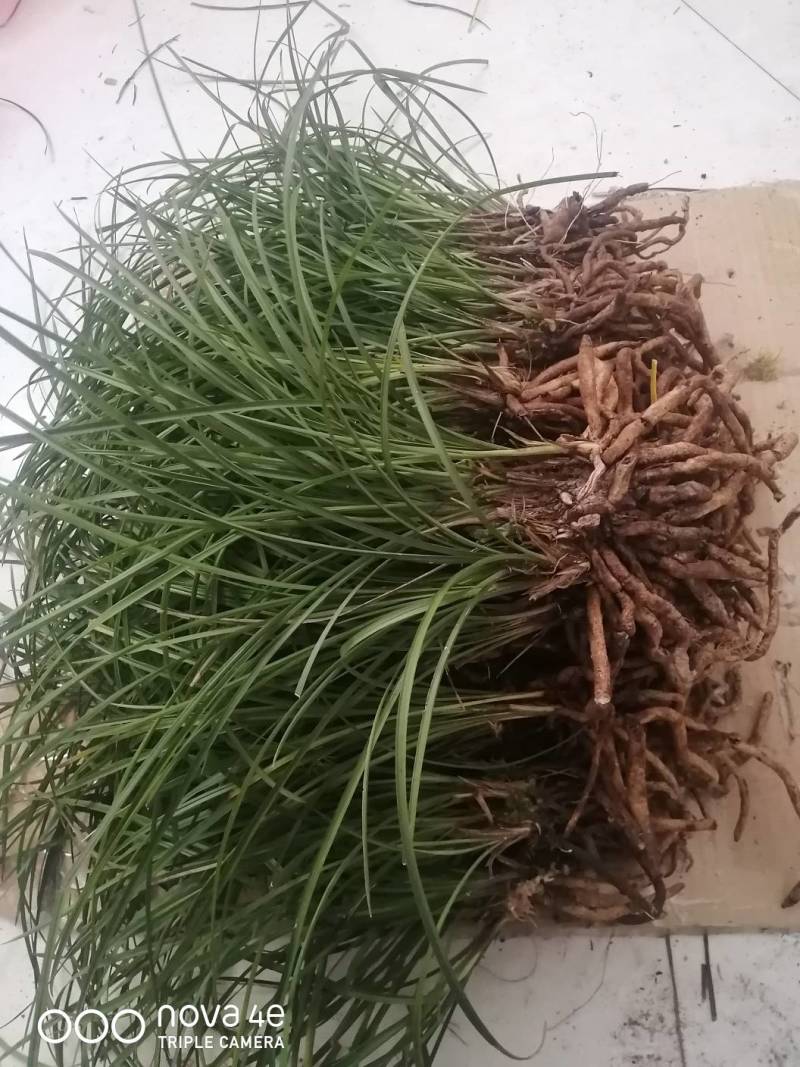 莲瓣兰原兜草，没分过苗，见过花，黄花，红花，2一7苗莲体