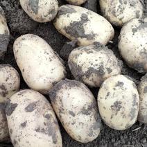 湖北土豆刚上市。露天地膜种植油砂土欢迎新老客户前来订购。