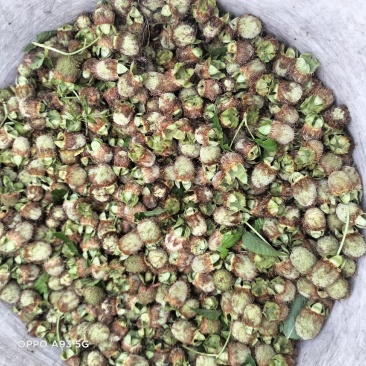 中草药，覆盆子，蝉蜕。水果类，柑橘