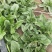 菠菜量大从优商超直供欢迎咨询品质优良