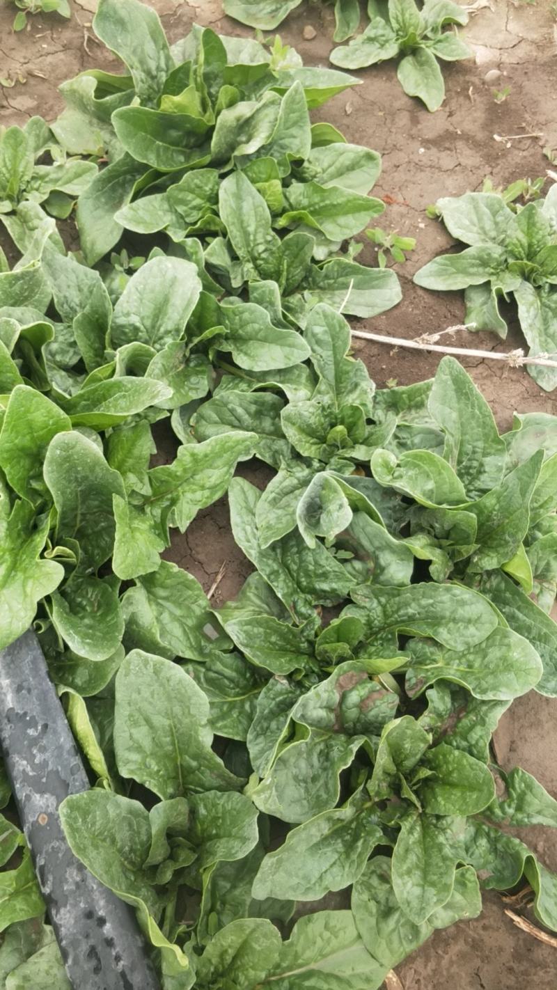 菠菜量大从优商超直供欢迎咨询品质优良