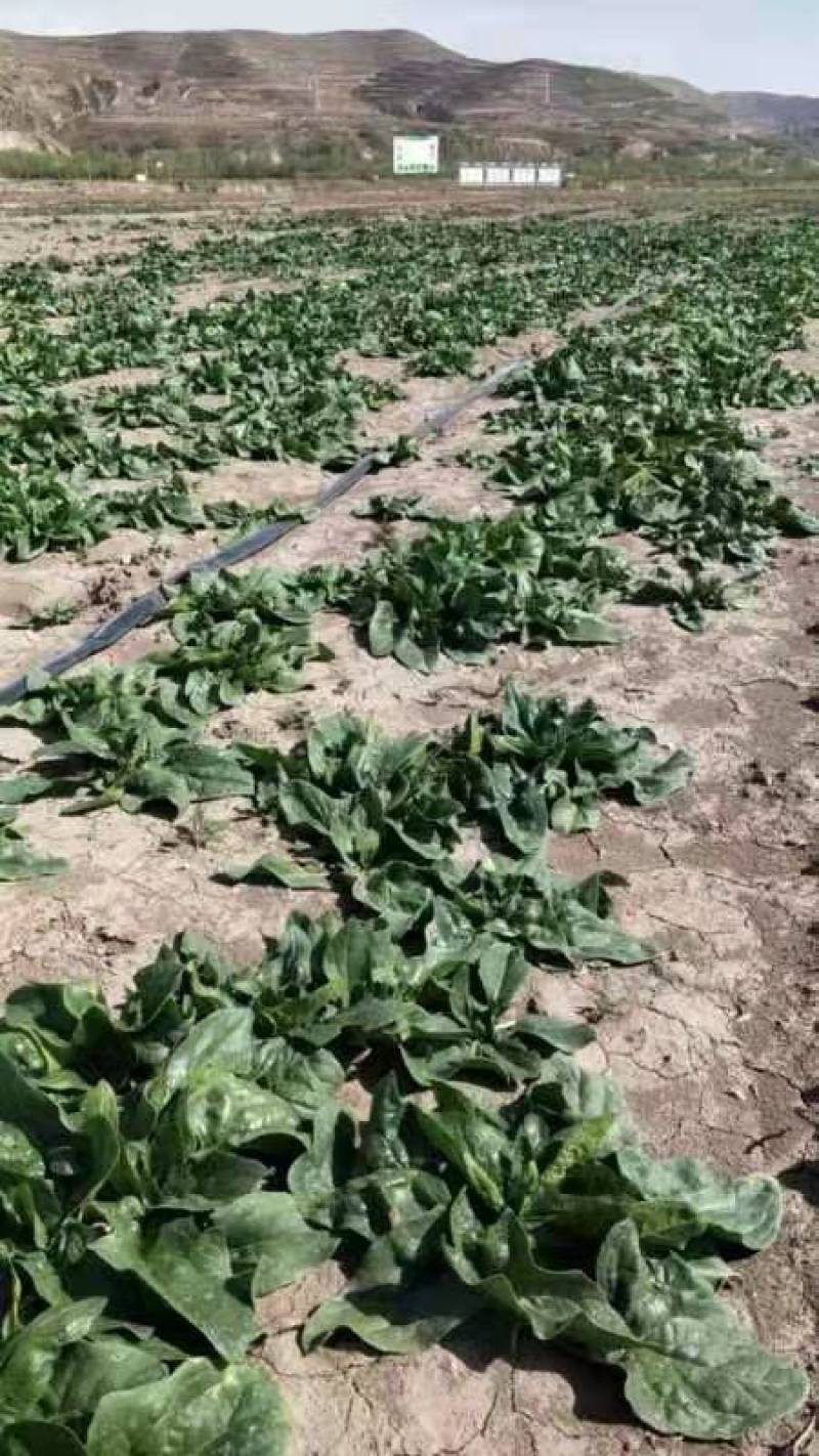 菠菜量大从优商超直供欢迎咨询品质优良
