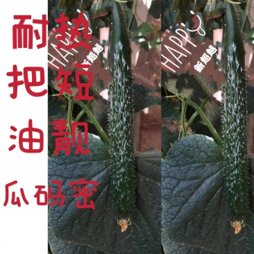 耐热越夏大棚露地黄瓜种子耐热瓜码密