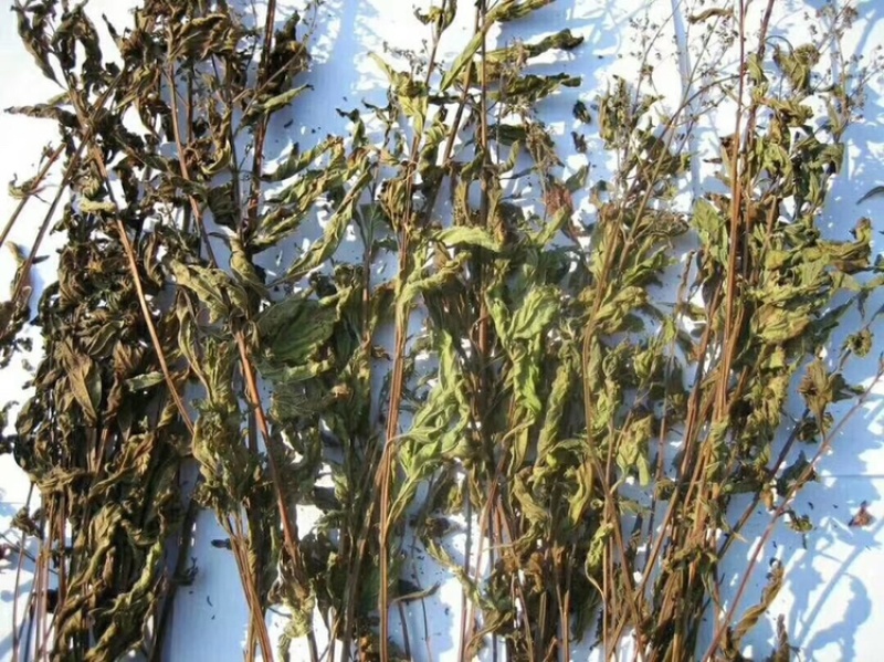 农家新鲜自然晒干溪黄草五斤装起发