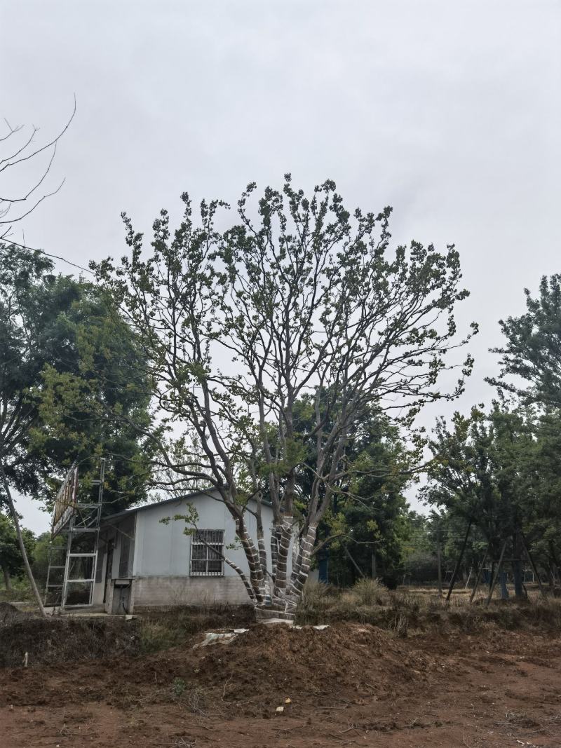 江苏句容精品造型弯杆乌桕，多杆丛生拼栽乌桕基地