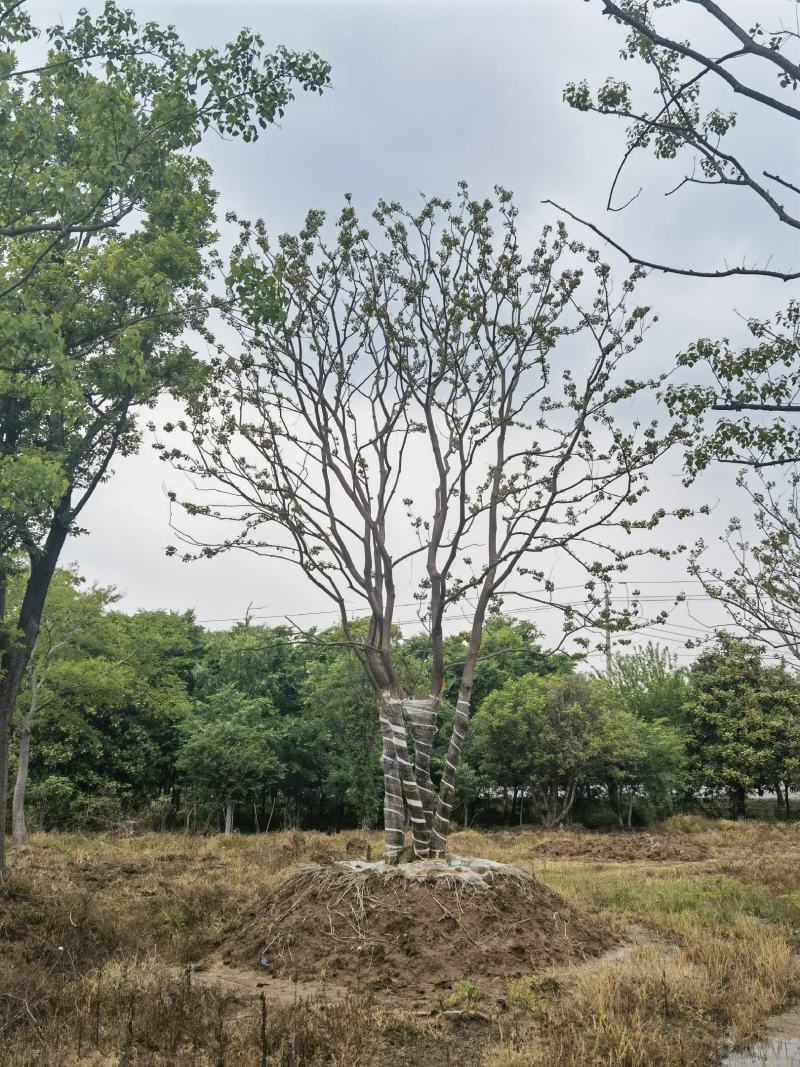 江苏句容精品造型弯杆乌桕，多杆丛生拼栽乌桕基地