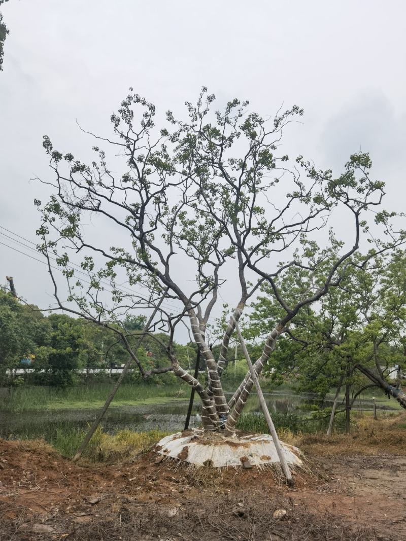 江苏句容精品造型弯杆乌桕，多杆丛生拼栽乌桕基地