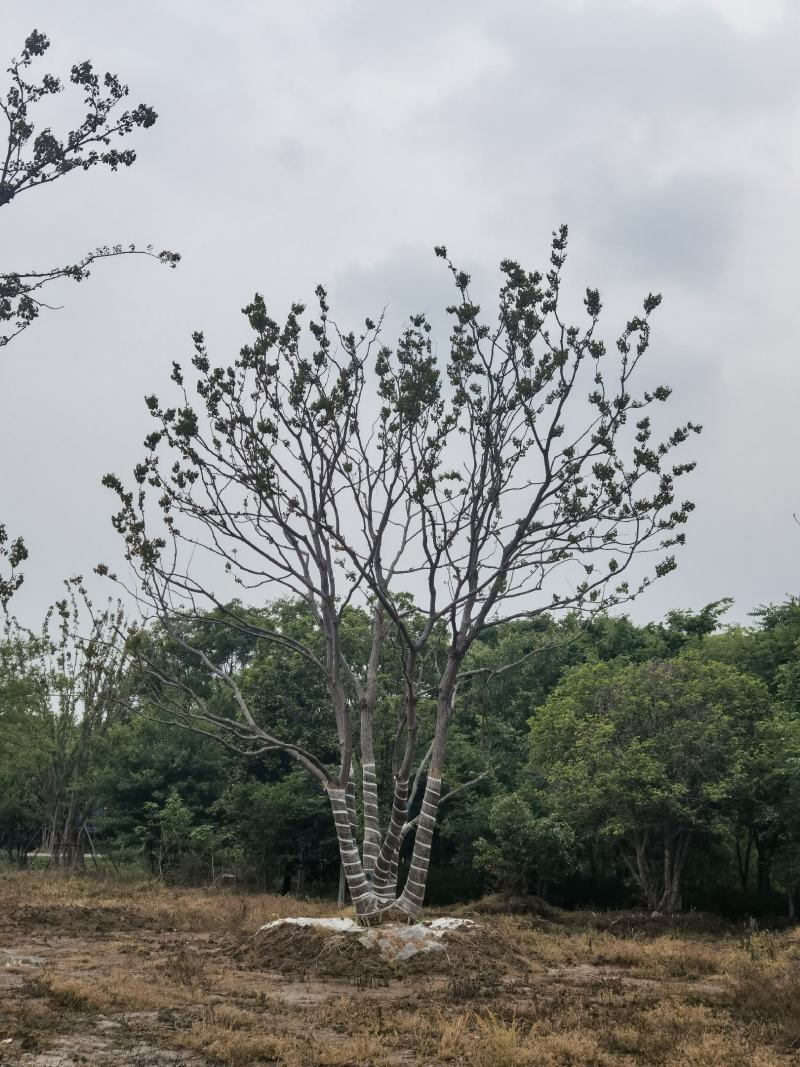 江苏句容精品造型弯杆乌桕，多杆丛生拼栽乌桕基地