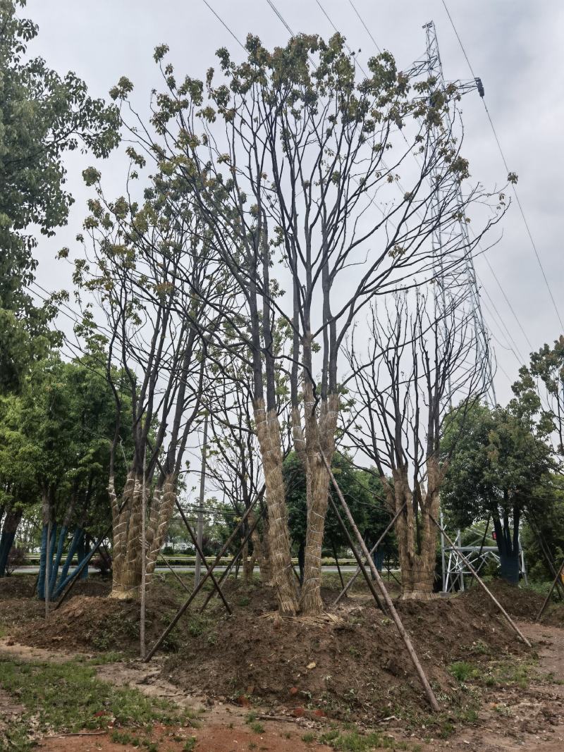 江苏句容精品丛生多杆拼栽香樟（小苗）基地低价供应
