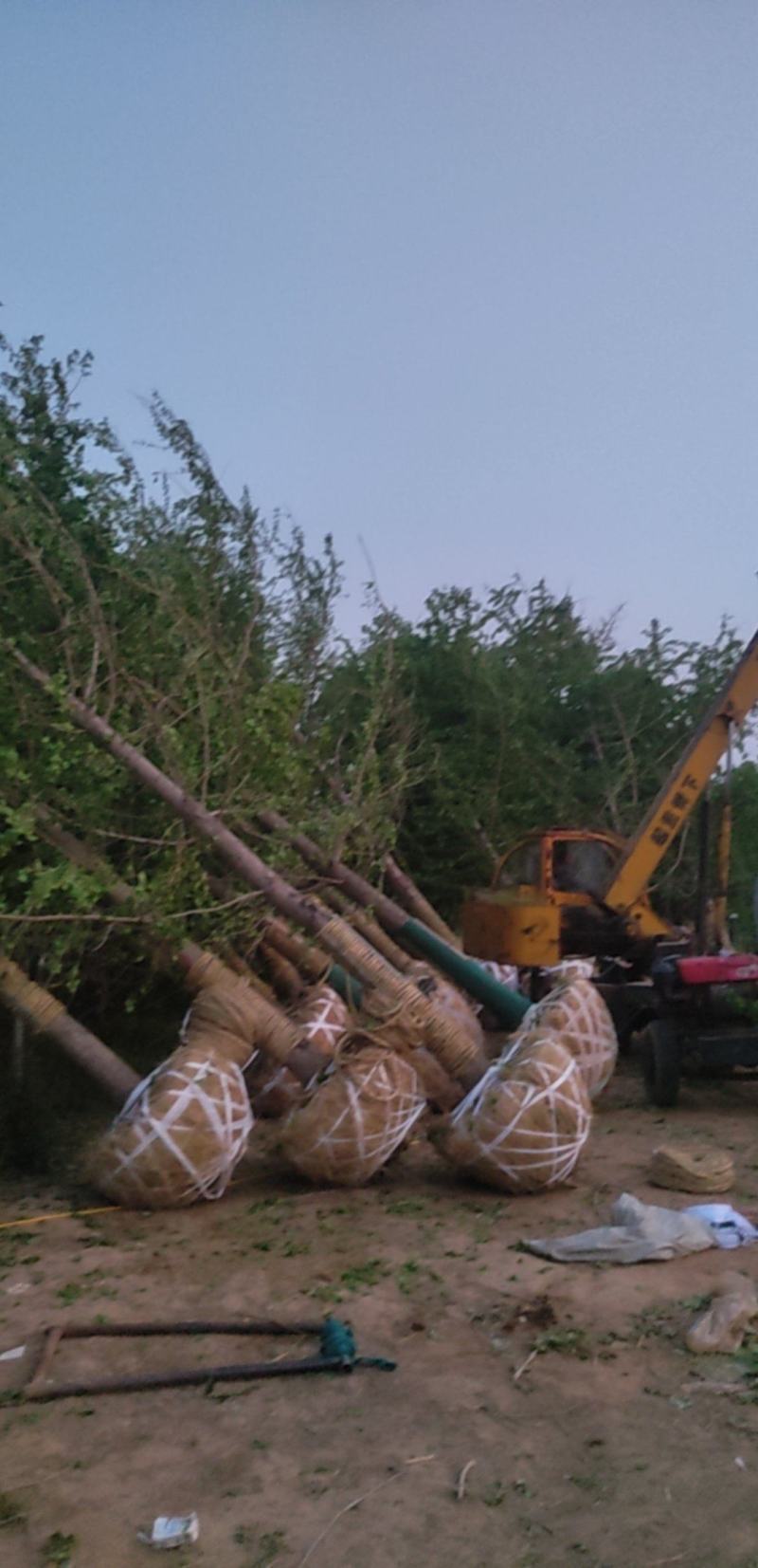 银杏基地25-35公分银杏清地处理其他规格欢迎联系价格低